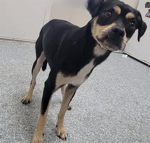 Photo of El Nene, adoptable Chihuahua in Garland, Texas