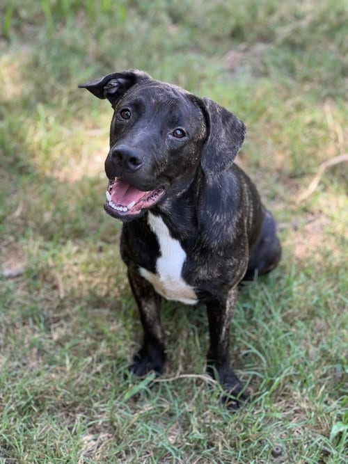 Photo of Wally, adoptable American Pit Bull Terrier in FRAMINGHAM, Massachusetts