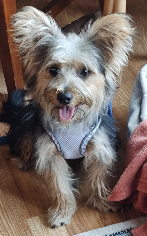 Photo of A Blake, adoptable Yorkshire Terrier Yorkie in Allentown,, Pennsylvania