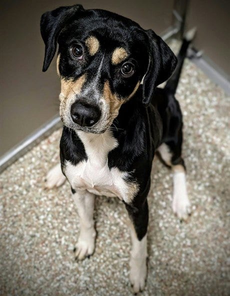 Photo of Goose, adoptable Black and Tan Coonhound in Clyde, North Carolina