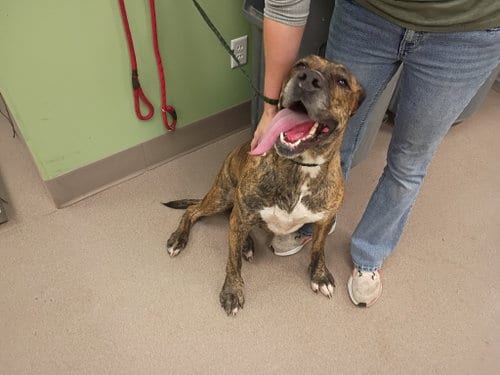 Photo of Martha, adoptable Great Dane in La Porte, Indiana