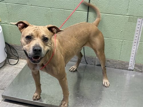 Photo of Mia, adoptable American Staffordshire Terrier in Grand Prairie, Texas
