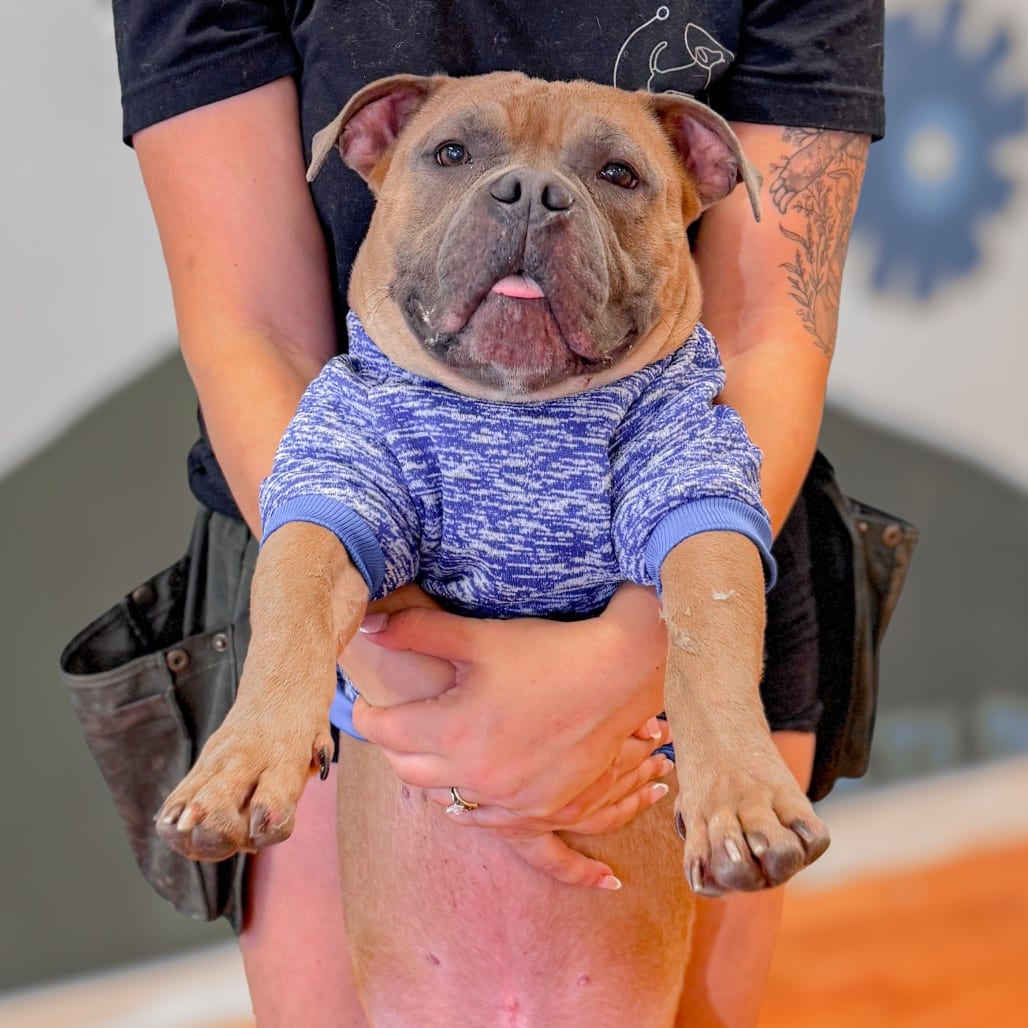 Photo of Benji, adoptable Bulldog, English / Mixed Breed (Medium) in Ohio, Ohio