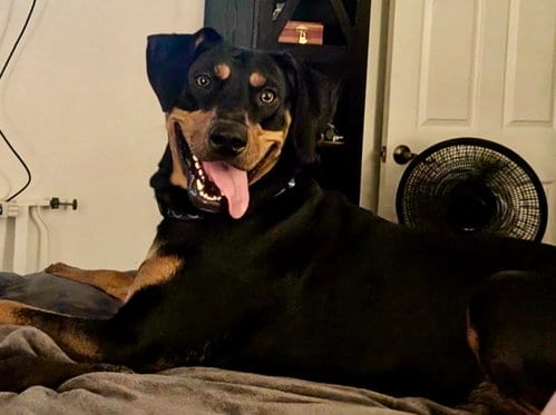 Photo of Tasha, adoptable Doberman Pinscher in Denton, Texas