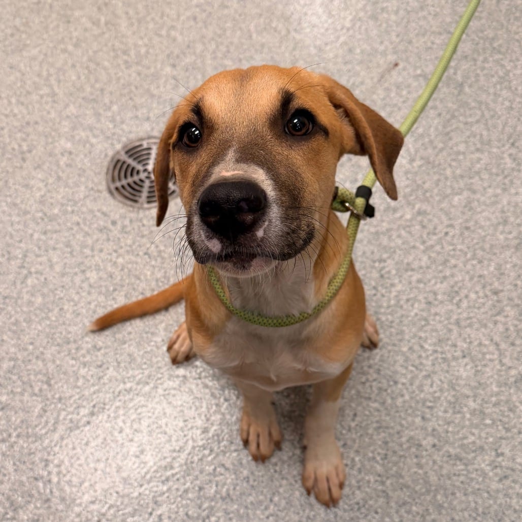 Photo of Crumb, adoptable Hound in Spartanburg, South Carolina