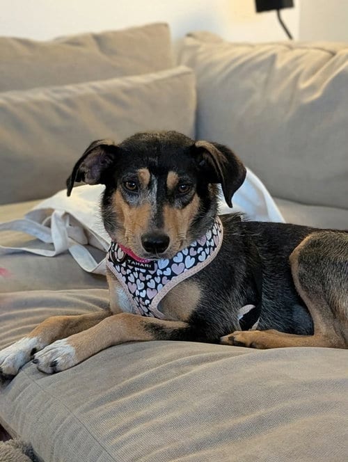 Photo of Dolly, adoptable Unknown breed (short coat) in Westwood, New Jersey