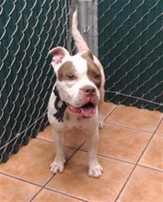 Photo of Jen, adoptable American Bulldog in Downey, California