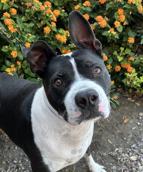 Photo of Ace, adoptable Staffordshire Bull Terrier in Lodi, California
