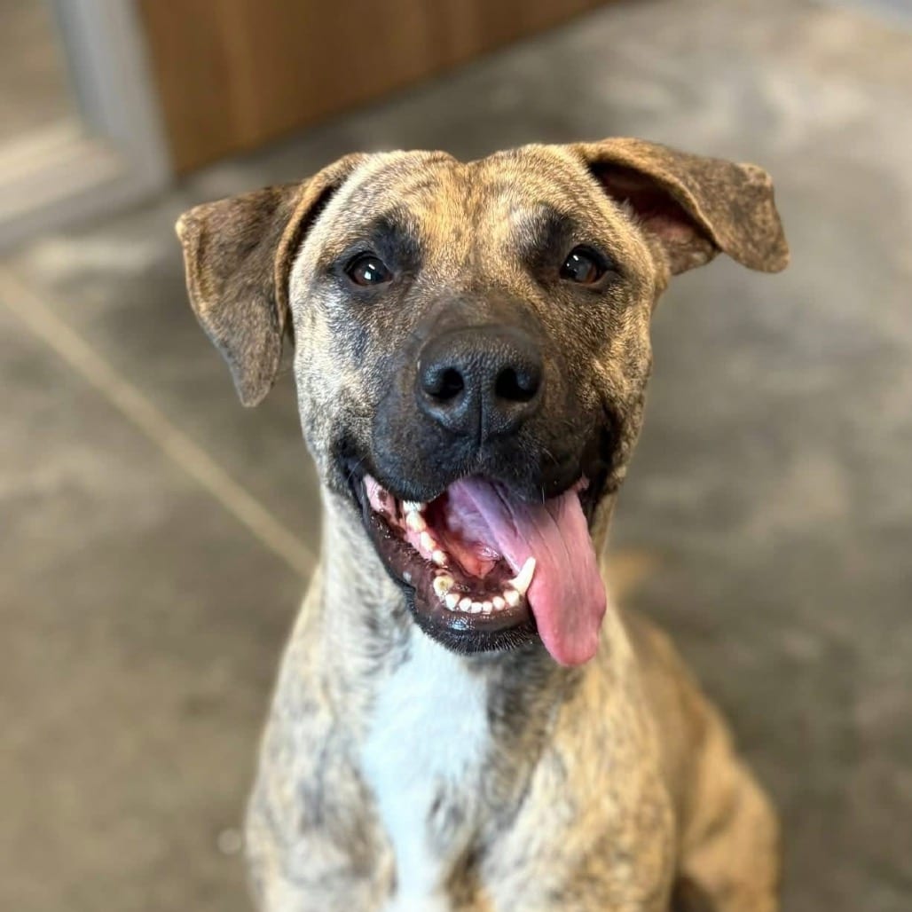 Photo of Sweet Honey, adoptable Hound, Plott / Mixed Breed (Large) in Fairfax Station, Virginia