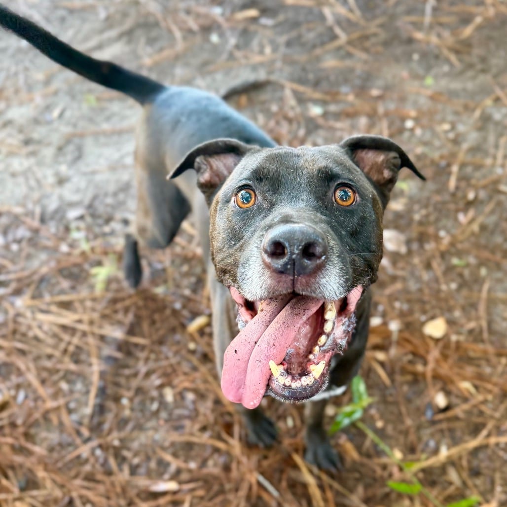 Photo of Mario, adoptable Mixed Breed (Medium) in Milton, Florida