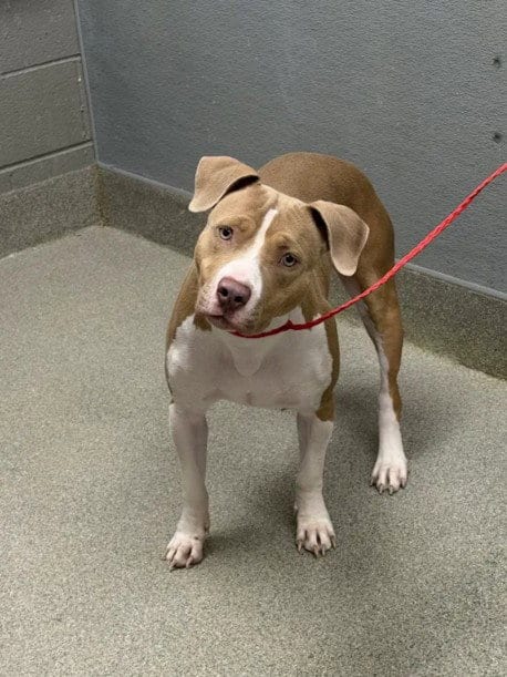 Photo of Jesika, adoptable Pit Bull Terrier in Las Vegas, Nevada