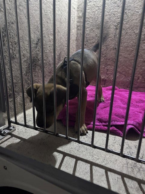 Photo of A480600, adoptable German Shepherd Dog in Oklahoma City, Oklahoma