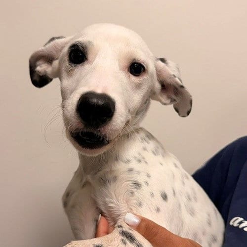 Photo of Miley, adoptable Unknown breed in Rancho Santa Fe, California