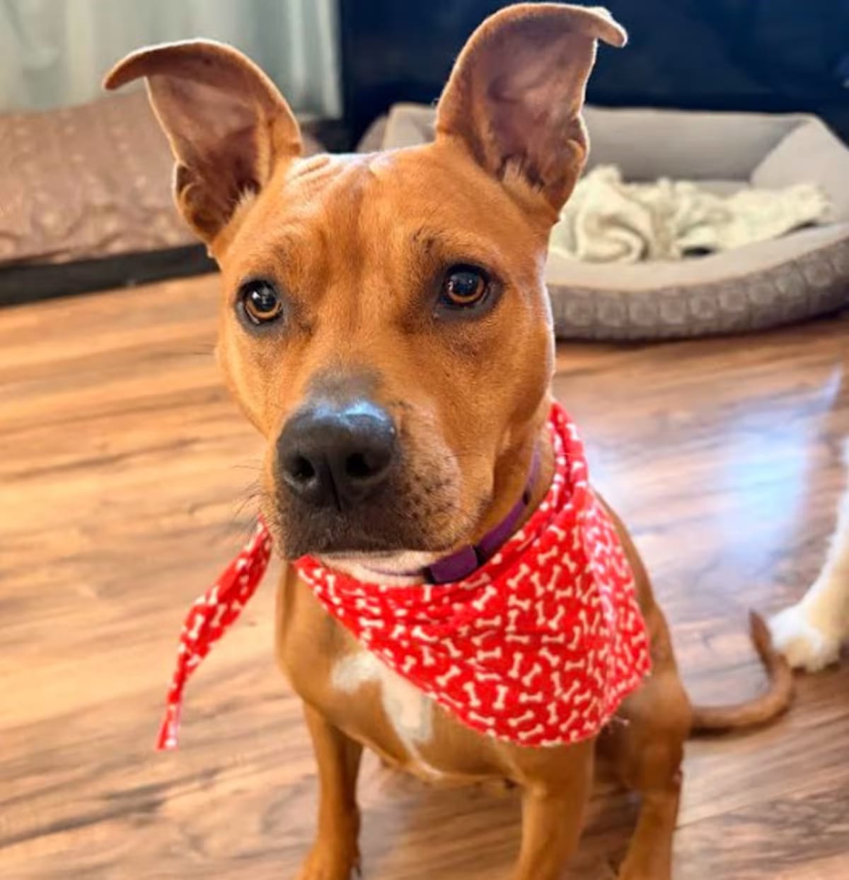 Photo of Jasmine, adoptable Mixed Breed (Medium) in Palm Harbor, Florida