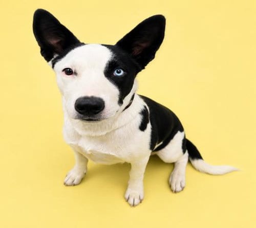 Photo of Scout, adoptable Pit Bull Terrier in HESPERIA, California
