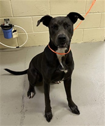 Photo of Rock Ruff, adoptable Terrier in Sanford, Florida