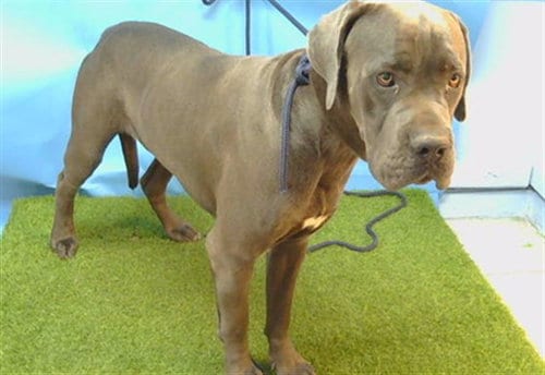 Photo of Max, adoptable Cane Corso Mastiff in Gardena, California