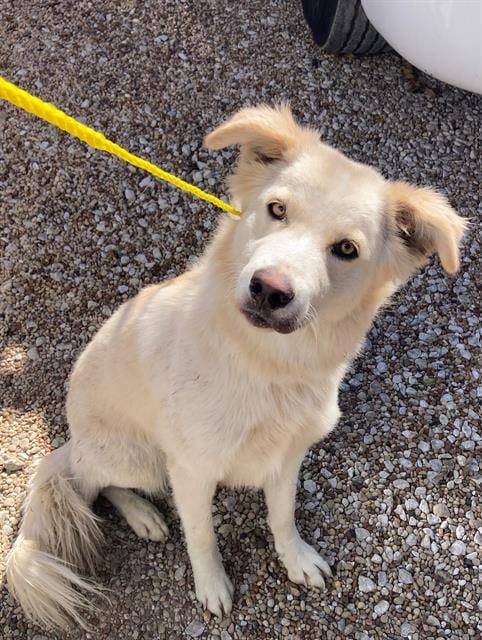 Photo of Loba, adoptable Labrador Retriever mix