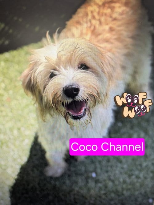 Photo of Coco Channel, adoptable Poodle (unknown type) in San Diego, California