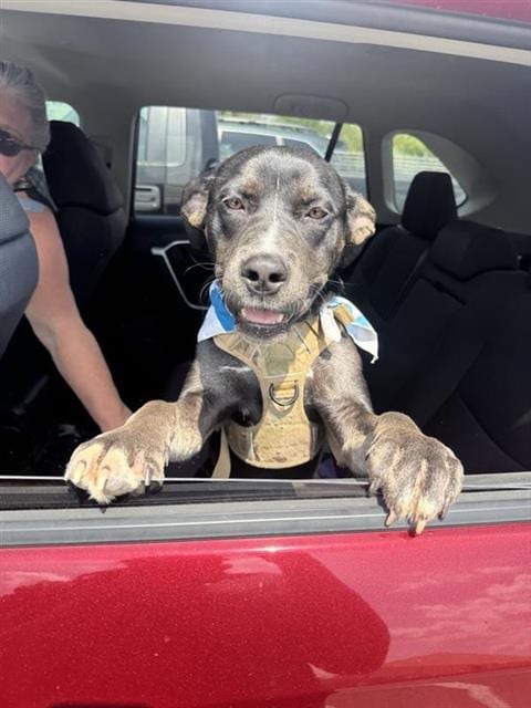 Photo of Mattie, adoptable Terrier in San Antonio, Texas
