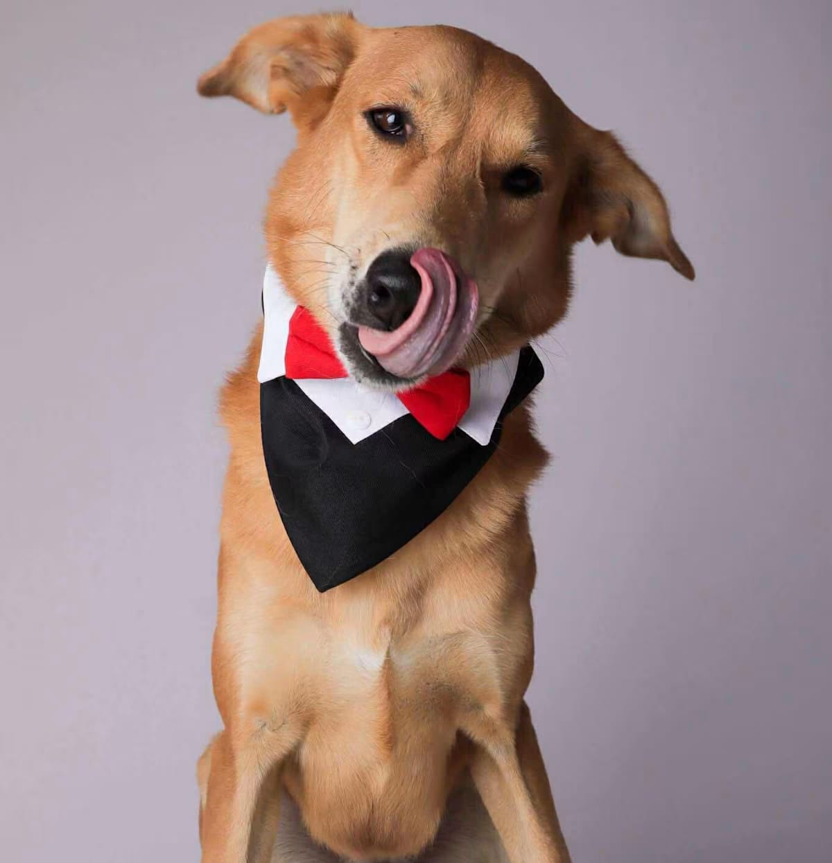 Photo of Codie, adoptable Saluki Retriever (Unknown Type) in Round Hill, Virginia