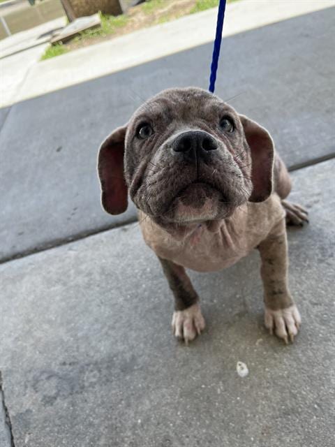 Photo of Linda, adoptable French Bulldog in Miami, Florida