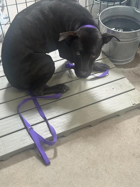 Photo of Batty, adoptable Pit Bull Terrier in Albuquerque, New Mexico