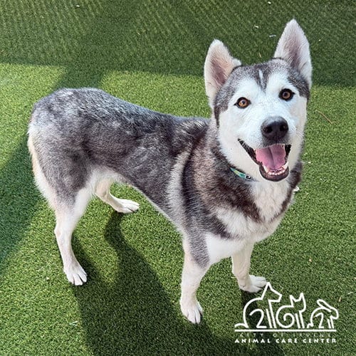 Photo of Snow, adoptable Siberian Husky in Irvine, California