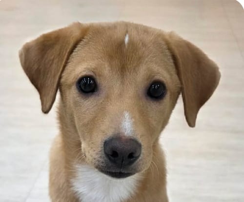 Photo of Daisy, adoptable Jindo (Korean) in San Ramon, California