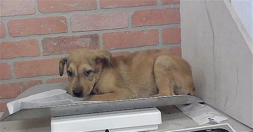 Photo of Frank, adoptable Catahoula Leopard Dog in Houston, Texas