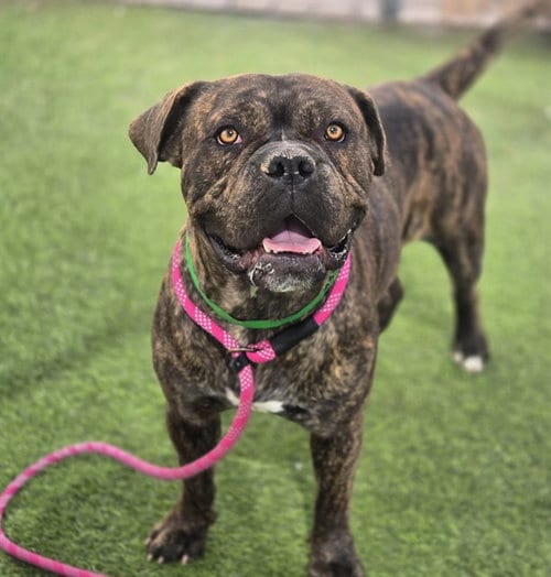 Photo of Nitro, adoptable Mastiff in Mesa, Arizona