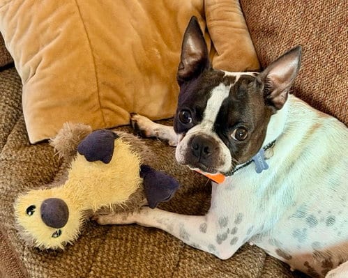 Photo of Dakota, adoptable Boston Terrier in Plano, Texas