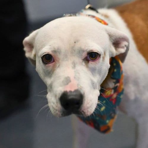 Photo of Biscuit, adoptable American Staffordshire Terrier in San Antonio, Texas