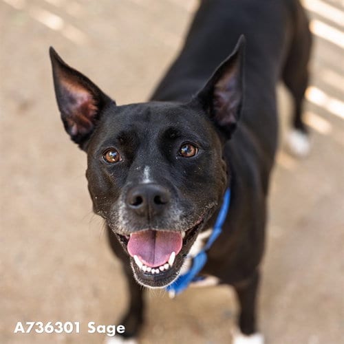 Photo of Sage, adoptable Pit Bull Terrier in Sacramento, California