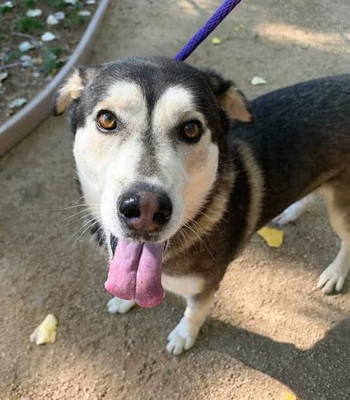 Photo of Joaquin, adoptable Siberian Husky in Sacramento, California