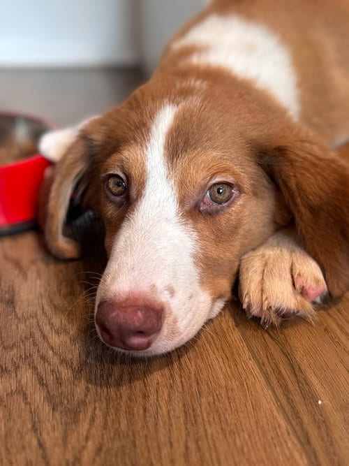 Photo of Charlie, adoptable Shepherd in Willingboro, New Jersey