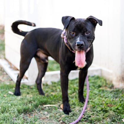 Photo of Conlo- IN FOSTER, adoptable dog in Chamblee, Georgia