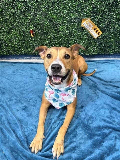 Photo of Pawtina Mcbride, adoptable American Pit Bull Terrier in Corpus Christi, Texas
