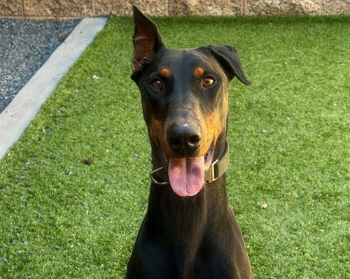 Photo of Melody, adoptable Doberman Pinscher in Moreno Valley, California