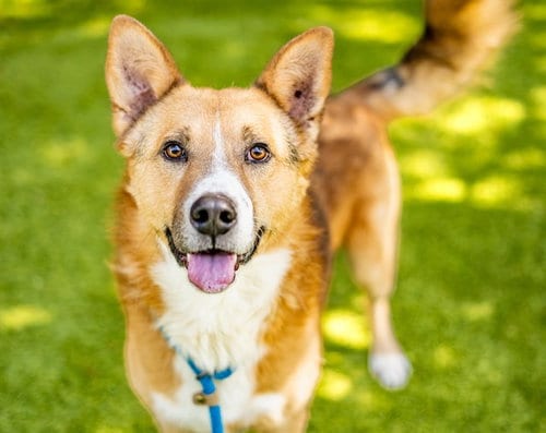 Photo of Nike, adoptable Australian Shepherd in San Jose, California