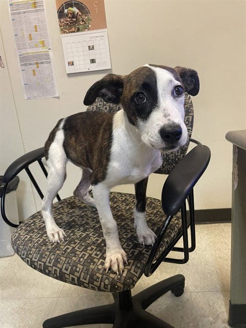 Photo of A220746, adoptable Plott Hound in Plano, Texas