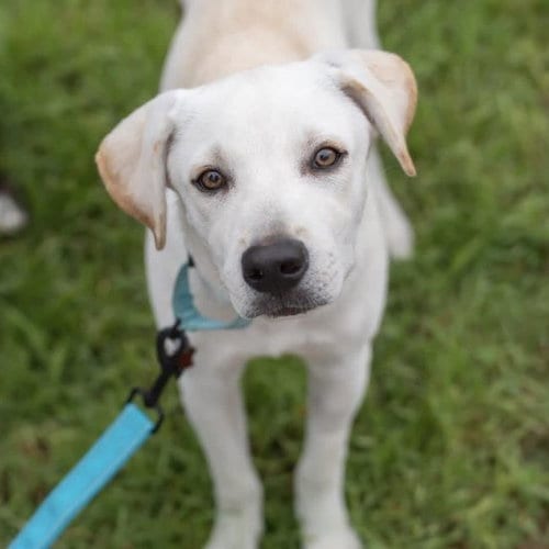 Photo of Rylee, adoptable Labrador Retriever in San Diego, California