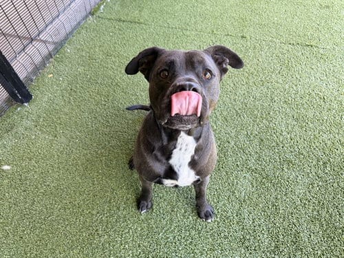 Photo of Bruce, adoptable Pit Bull Terrier in Garland, Texas
