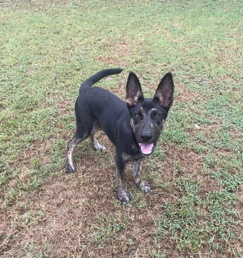Photo of Zorro, adoptable German Shepherd Dog in Gun Barrel City, Texas