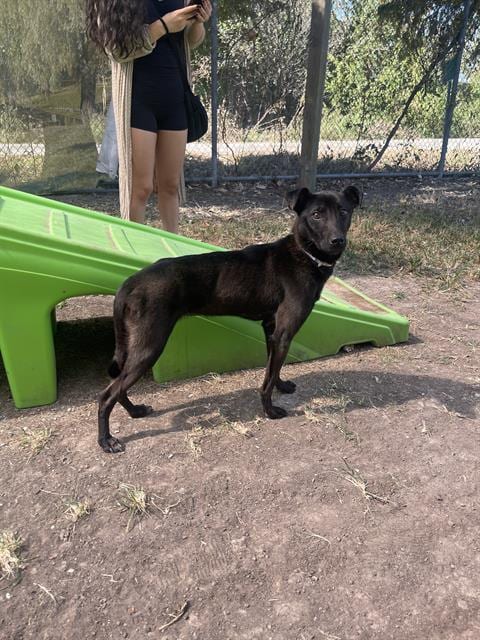 Photo of Misty, adoptable American Staffordshire Terrier in Houston, Texas
