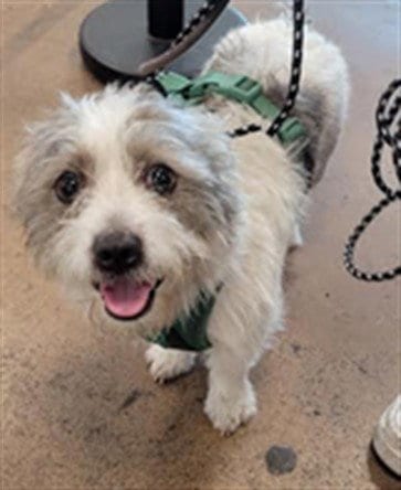 Photo of Panchito, adoptable Border Terrier in Van Nuys, California