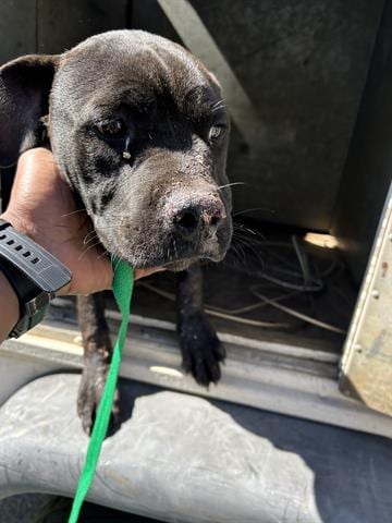 Photo of Coal, adoptable Boxer in Ukiah, California