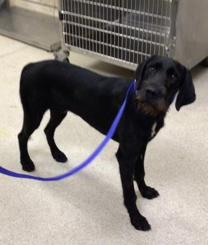Photo of Sampson, adoptable Terrier in Riverside, California