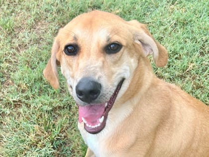 Photo of Hot Cheetos, adoptable dog in Georgetown, Texas