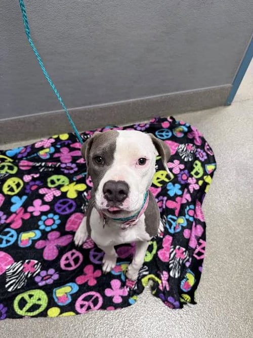 Photo of Pennsylvania, adoptable Pit Bull Terrier in Las Vegas, Nevada